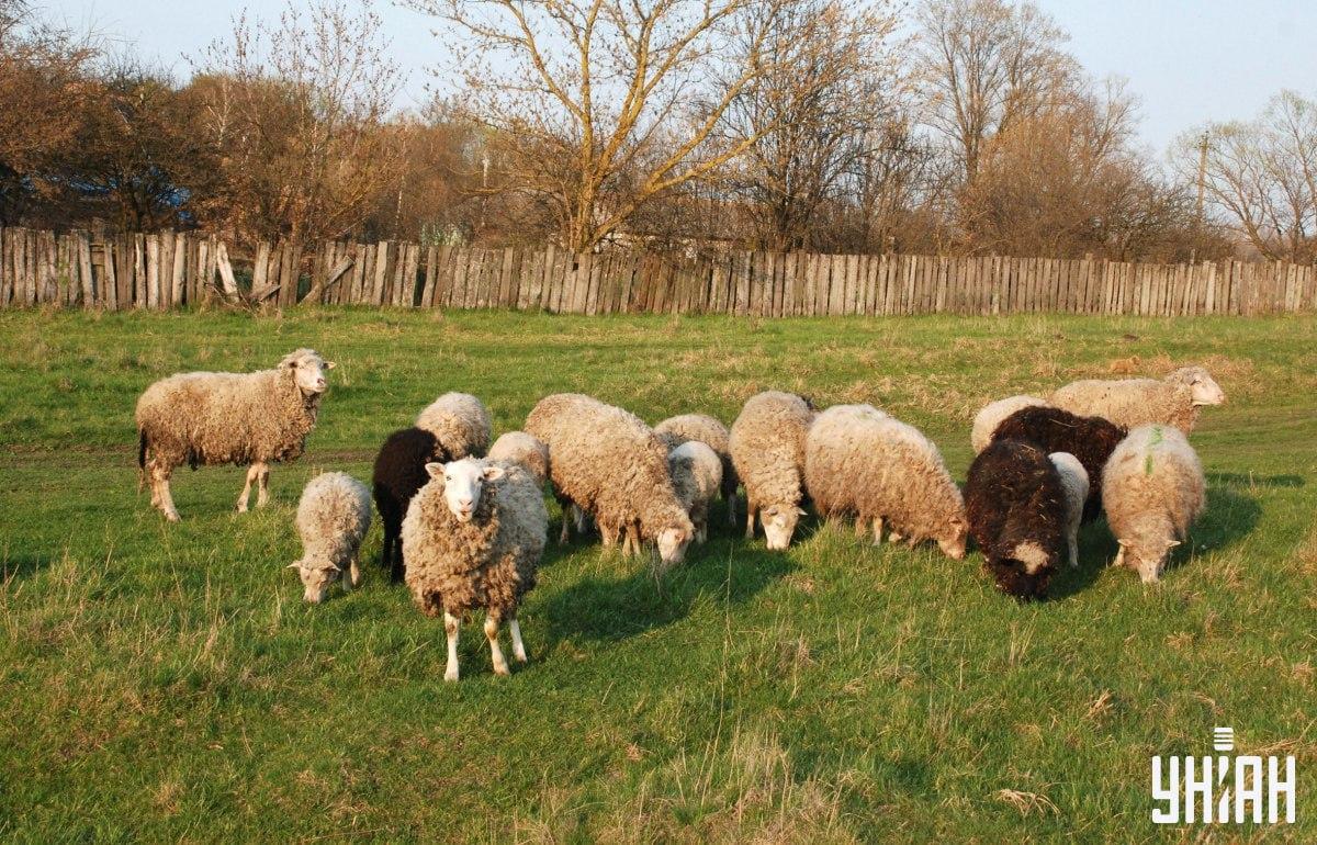 Hitta hunden på mindre än 10 sekunder / collage med Moje-foto