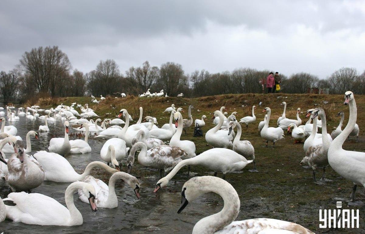 Hitta en gås bland svanar i tid / collage med Moje-foto