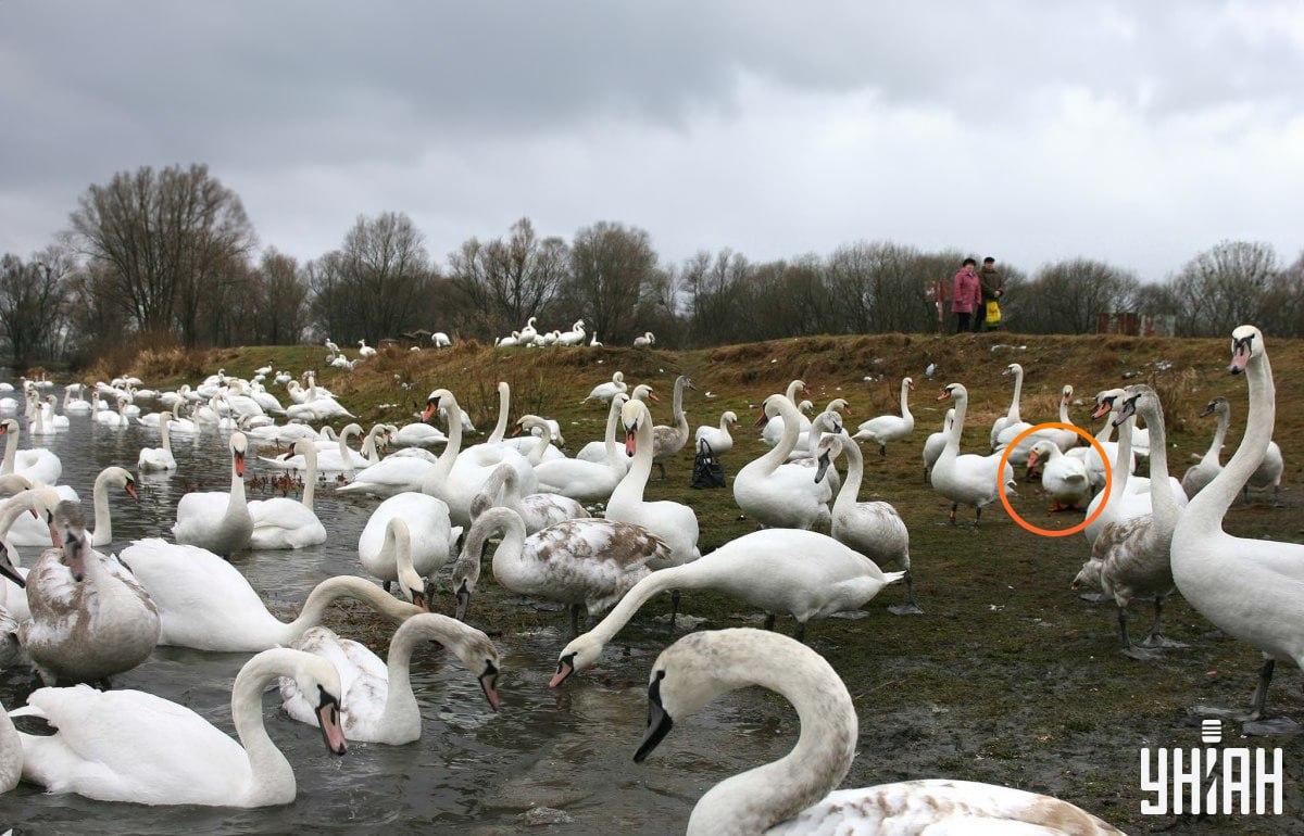 Gåsen är inte långt från mitten av bilden / collage med Moje-foto