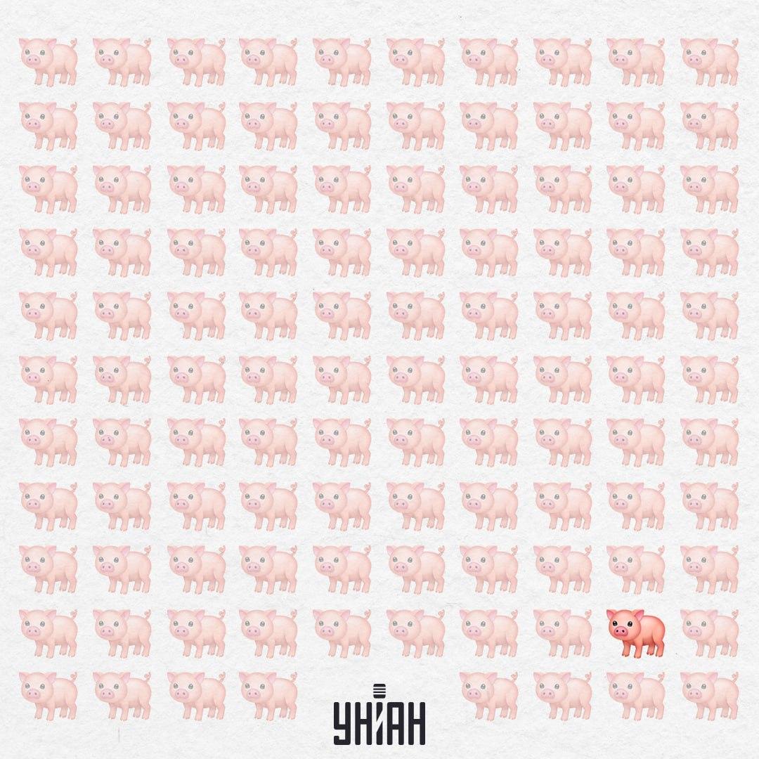 Den här griskultingen är verkligen konstig, den har ingen rosa svans / Collage Moje