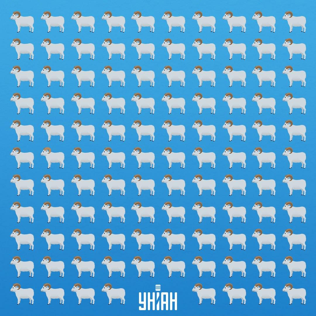 Det finns 7 sekunder för att se det listiga djuret / Moje Collage