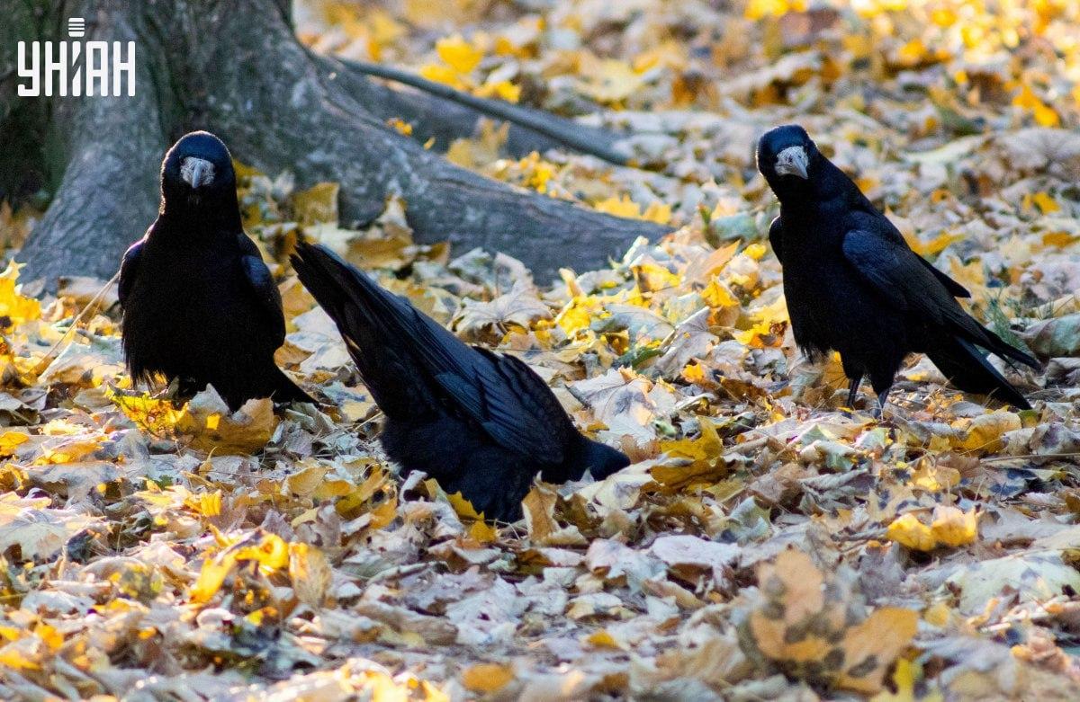 Hitta mycket snabbt grodan på bilden / collage med foto Moje