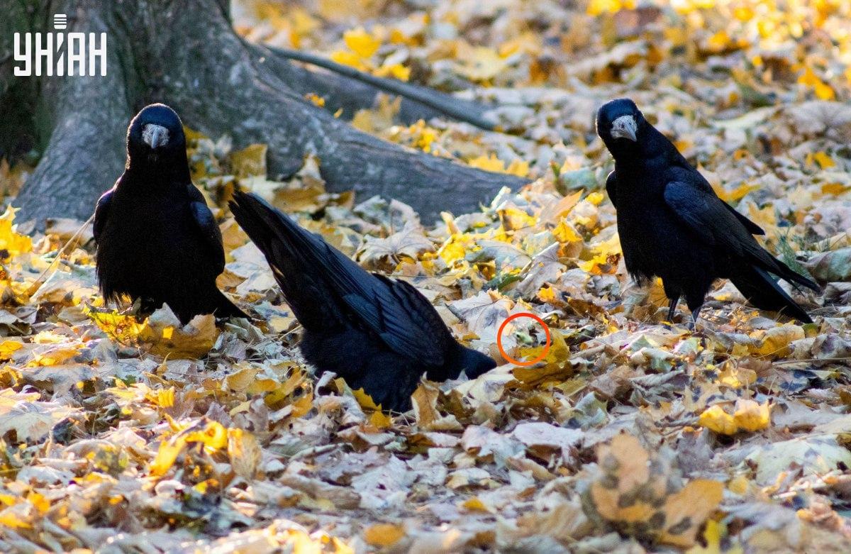 Grodan var nästan i mitten av pusslet / collage från Moje-foto
