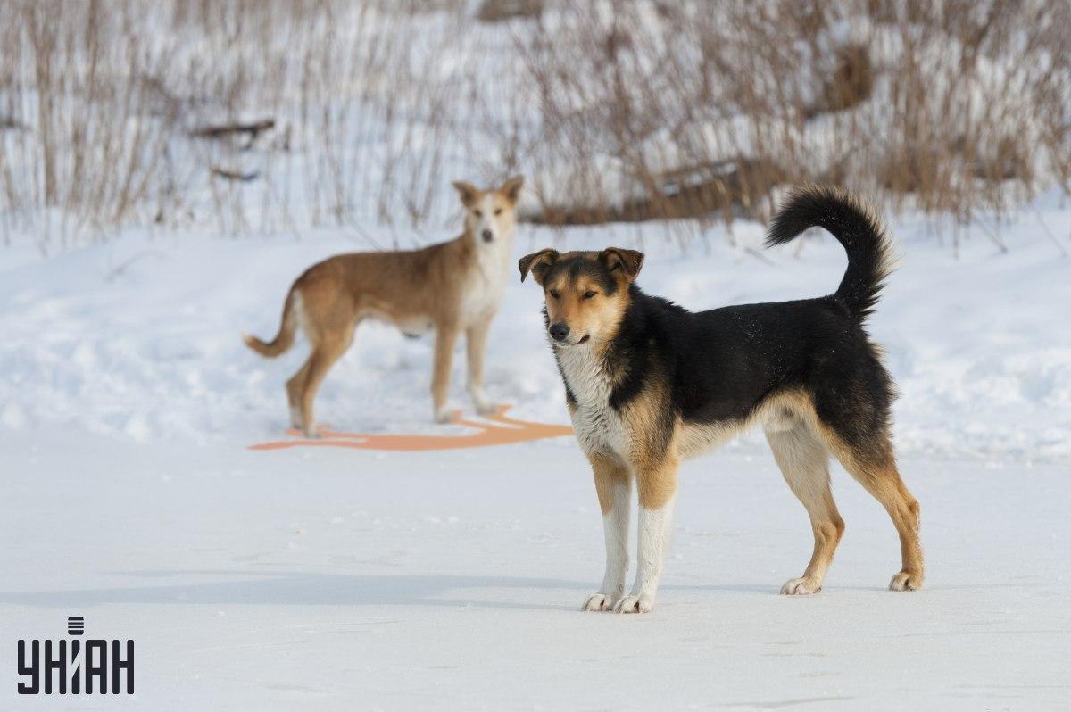 Bilden visar en av skuggorna felaktigt / collage från Moje-foto En av skuggorna är felaktigt avbildad på bilden / collage med Moje-foto