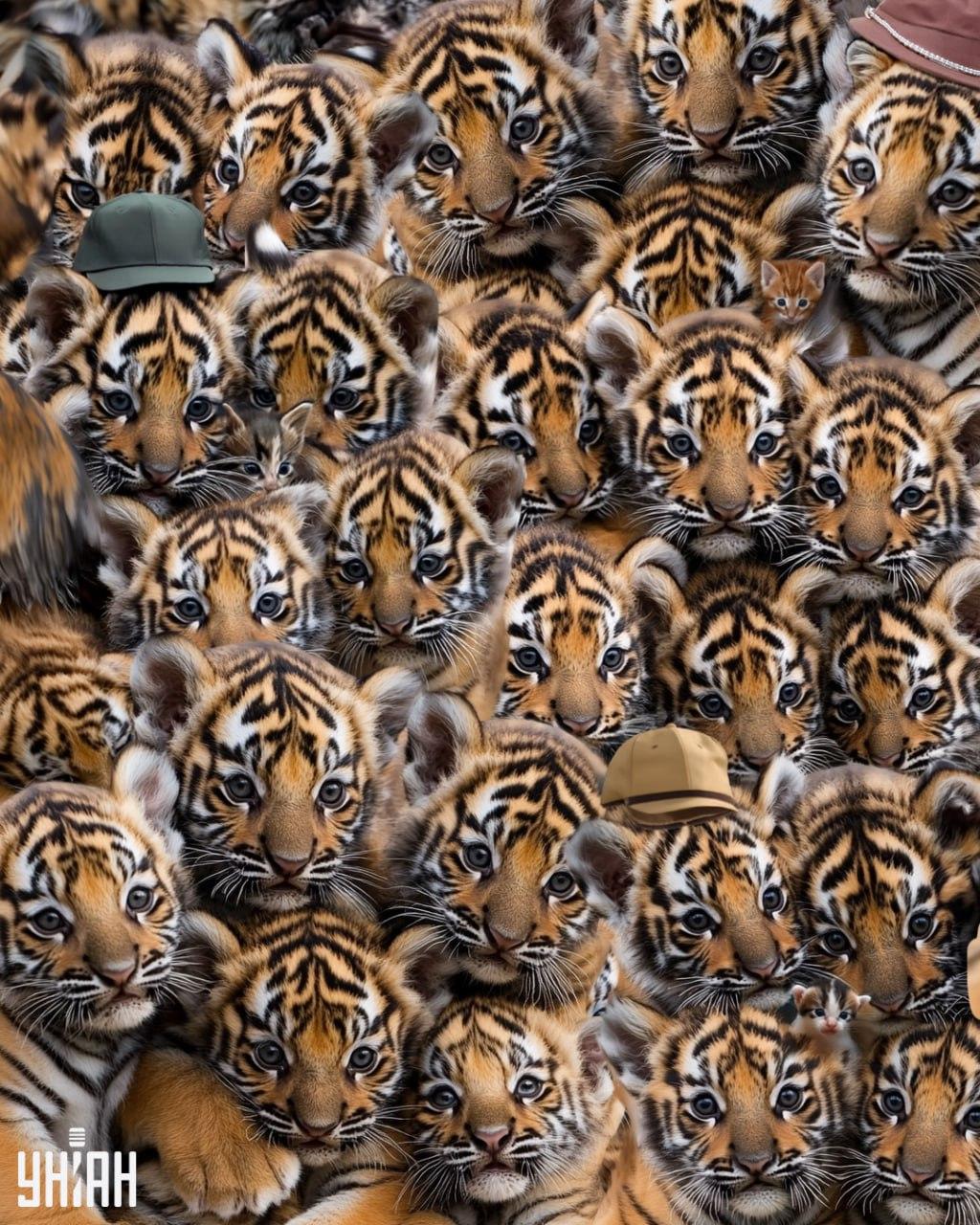 Hitta tre kattungar bland tigrarna / Moje