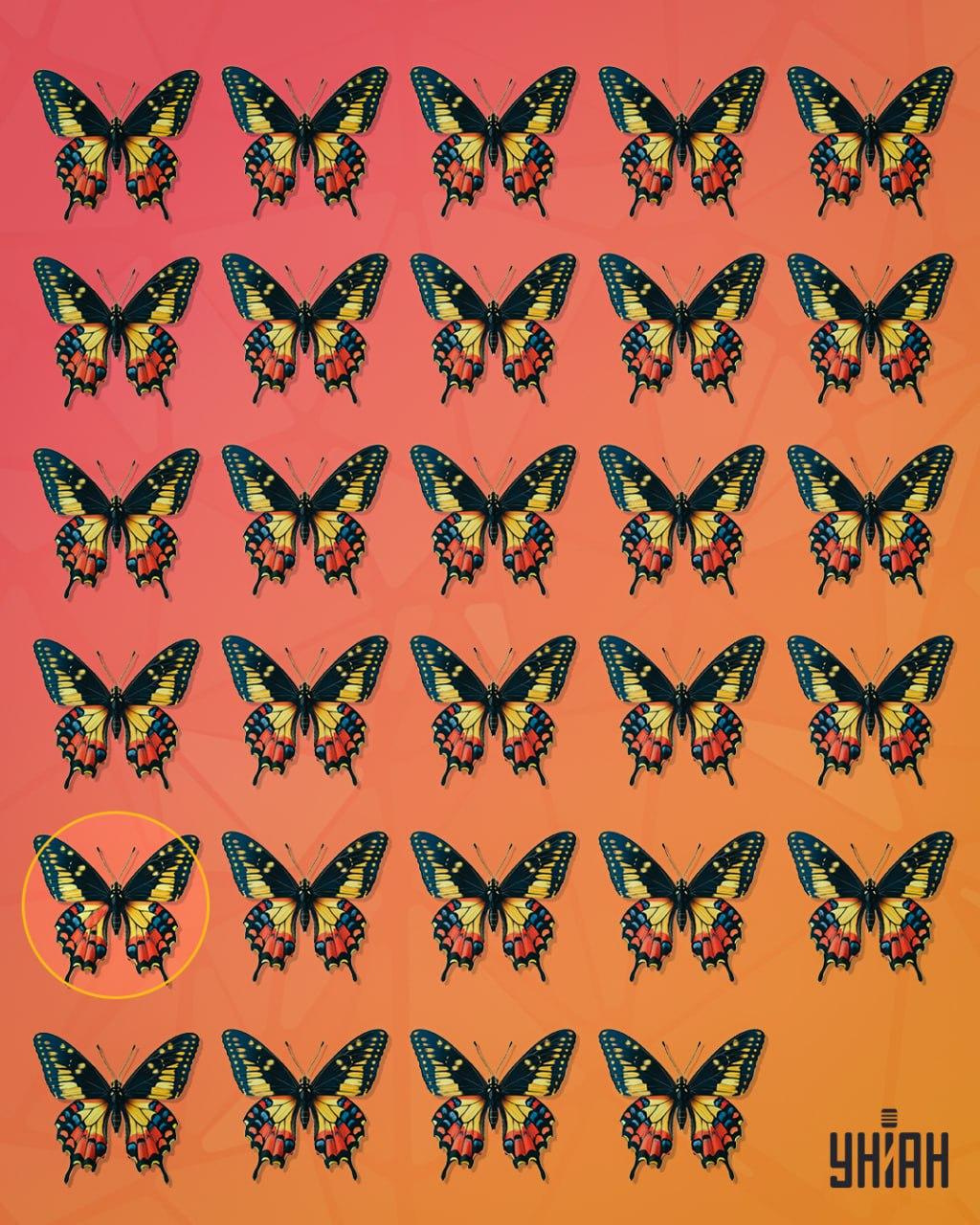 En konstig fjäril var i andra raden från botten av bilden / collage Moje Den märkliga fjärilen fanns i den andra raden från botten av bilden / Moje collage