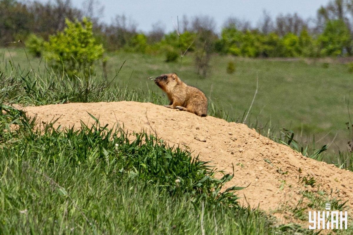 Vi måste hitta en fjäril / collage Moje Vi måste hitta en fjäril / Moje collage