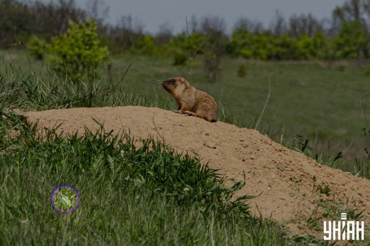 Fjärilen befann sig nära ett av bildens nedre hörn / collage Moje Fjärilen befann sig nära ett av bildens nedre hörn / Moje collage