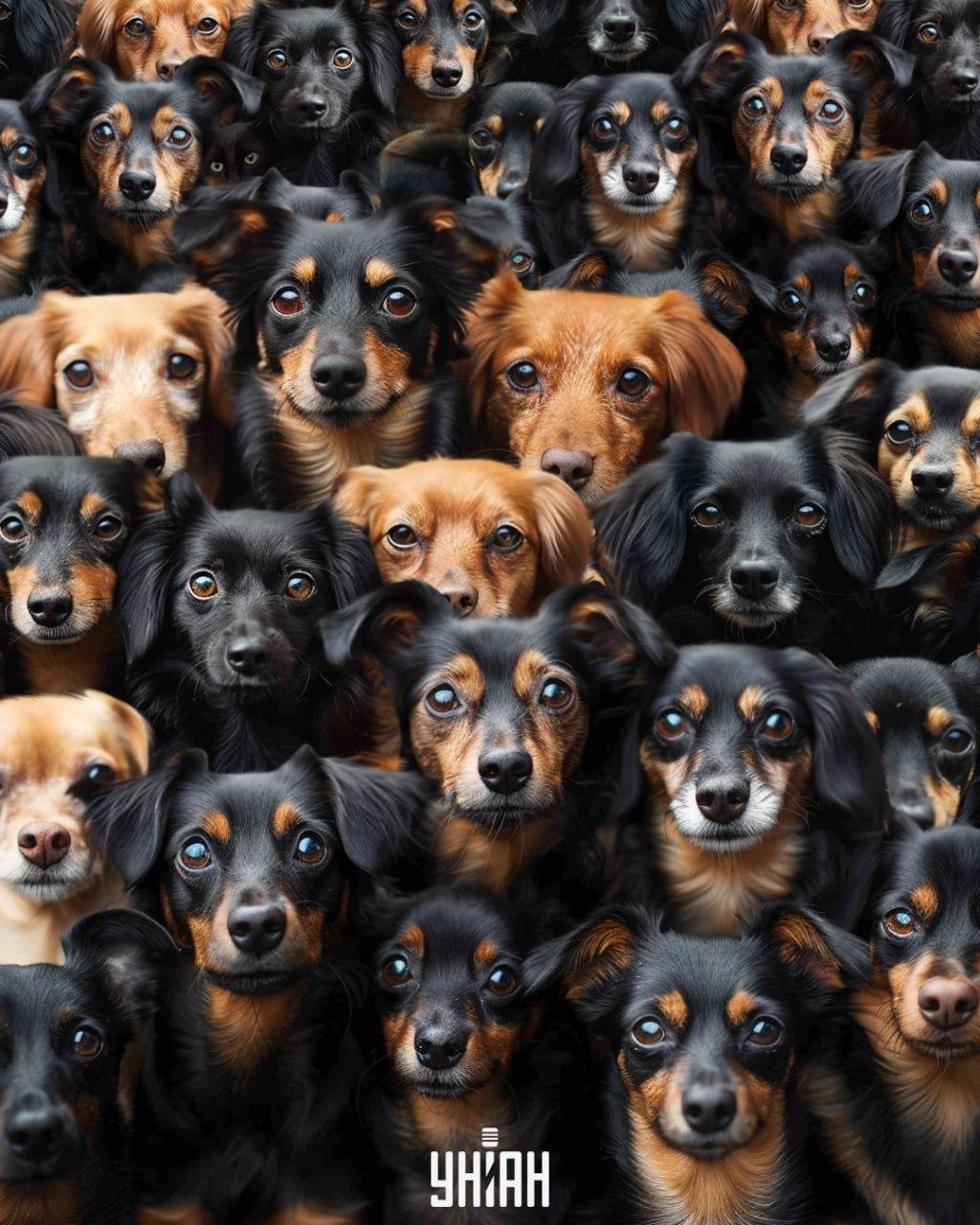 Vi måste hitta en katt bland hundar / collage Moje Det är nödvändigt att hitta en katt bland hundar / Moje collage