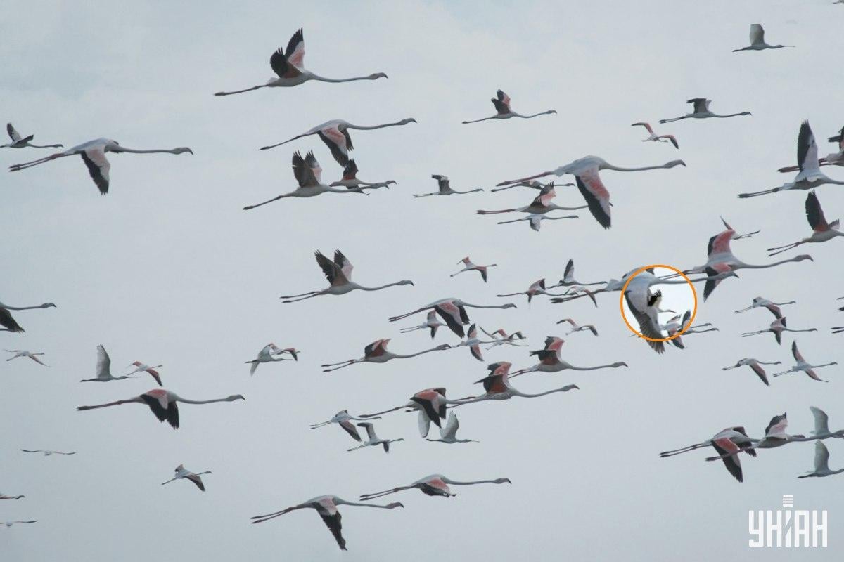 Lösning på pusslet med storken inringad