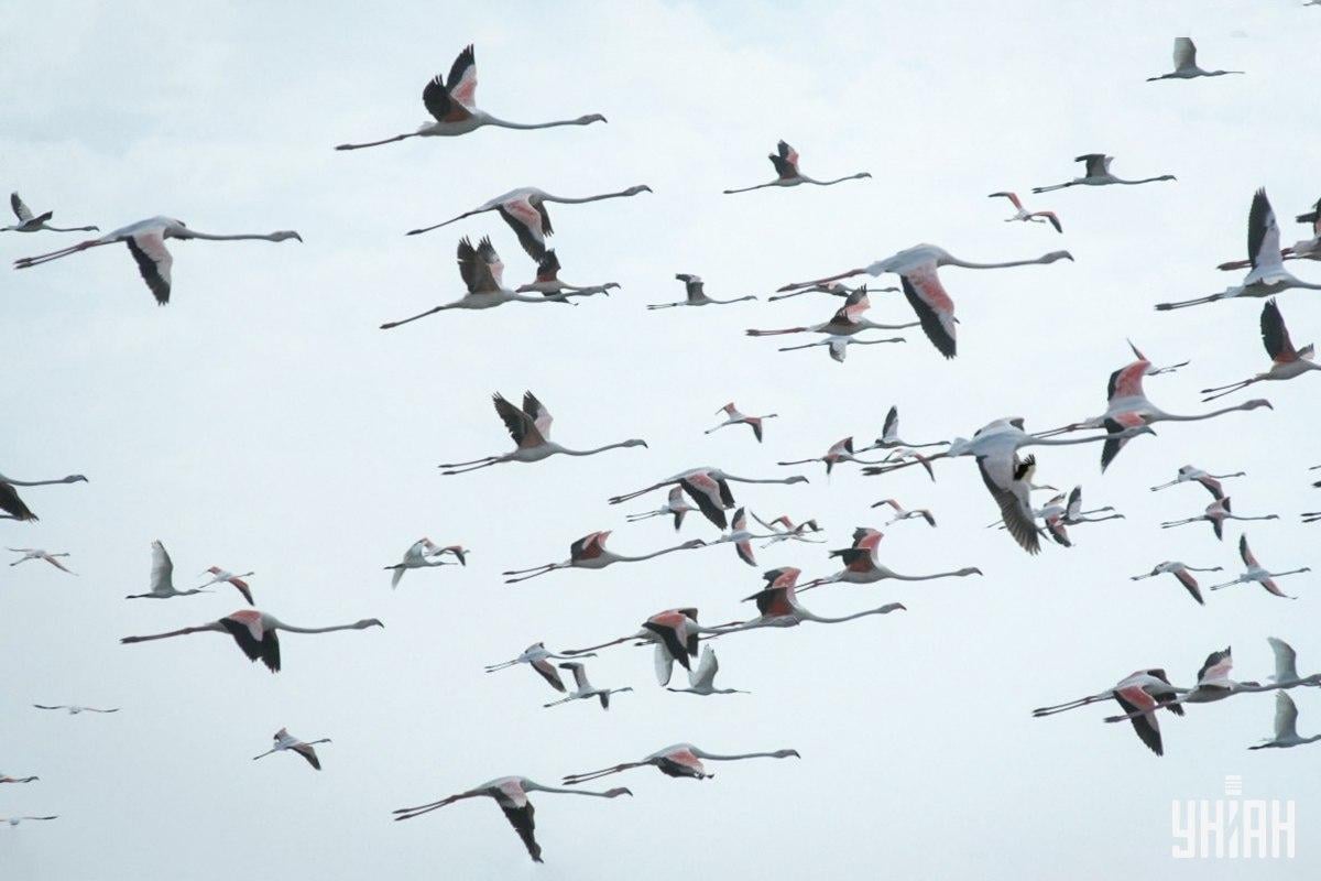 Pussel med flamingor där en stork är gömd