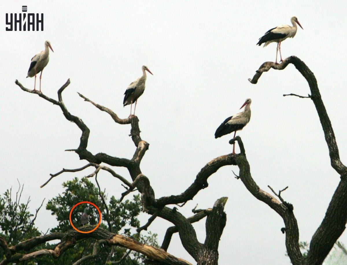 Moje foto med lösning