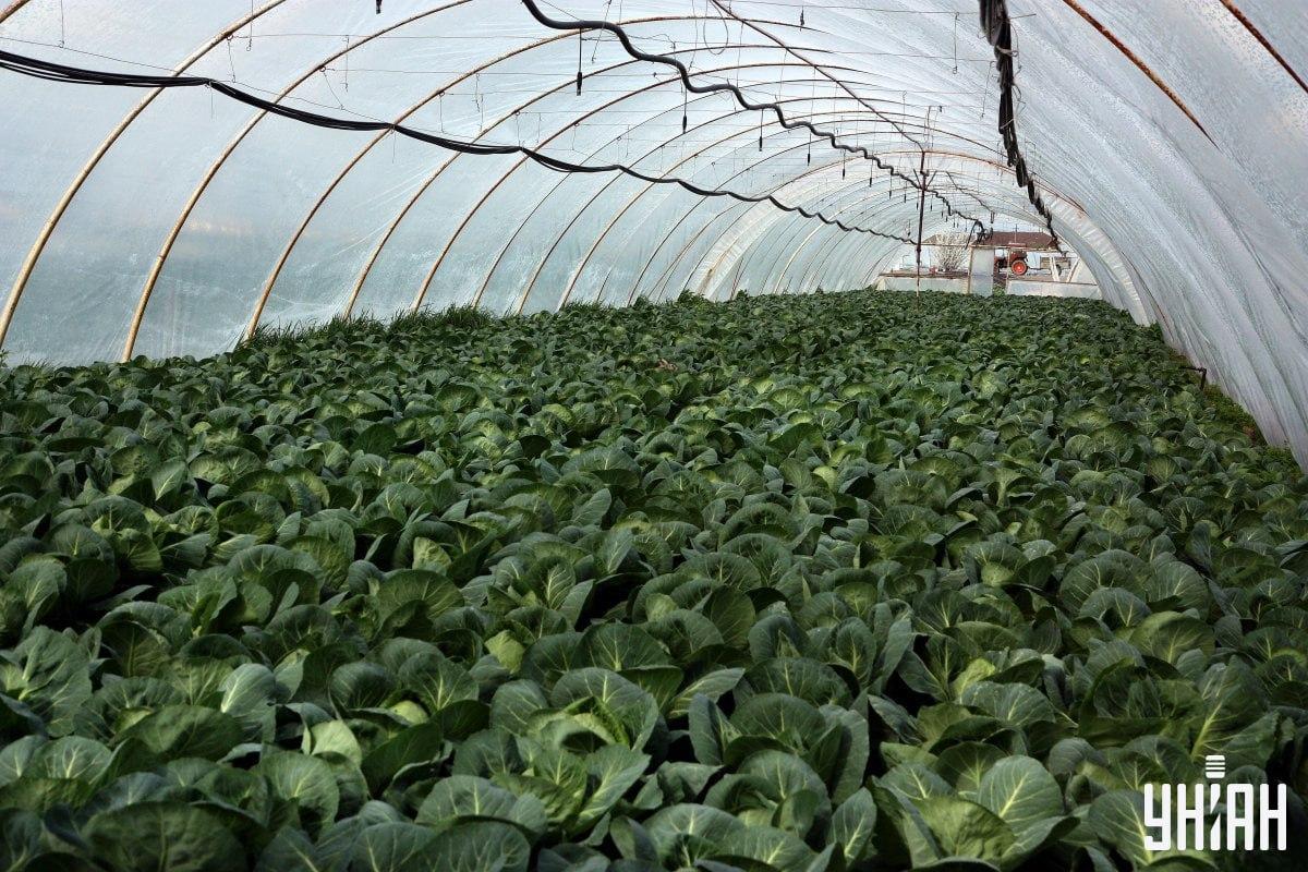 Bild på växthus med kål där kaninen är gömd