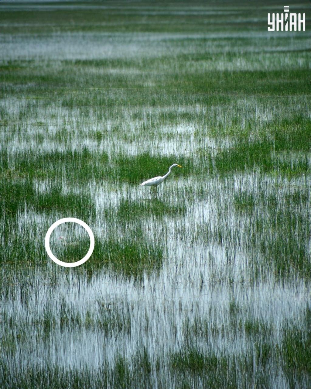 Moje foto med lösning