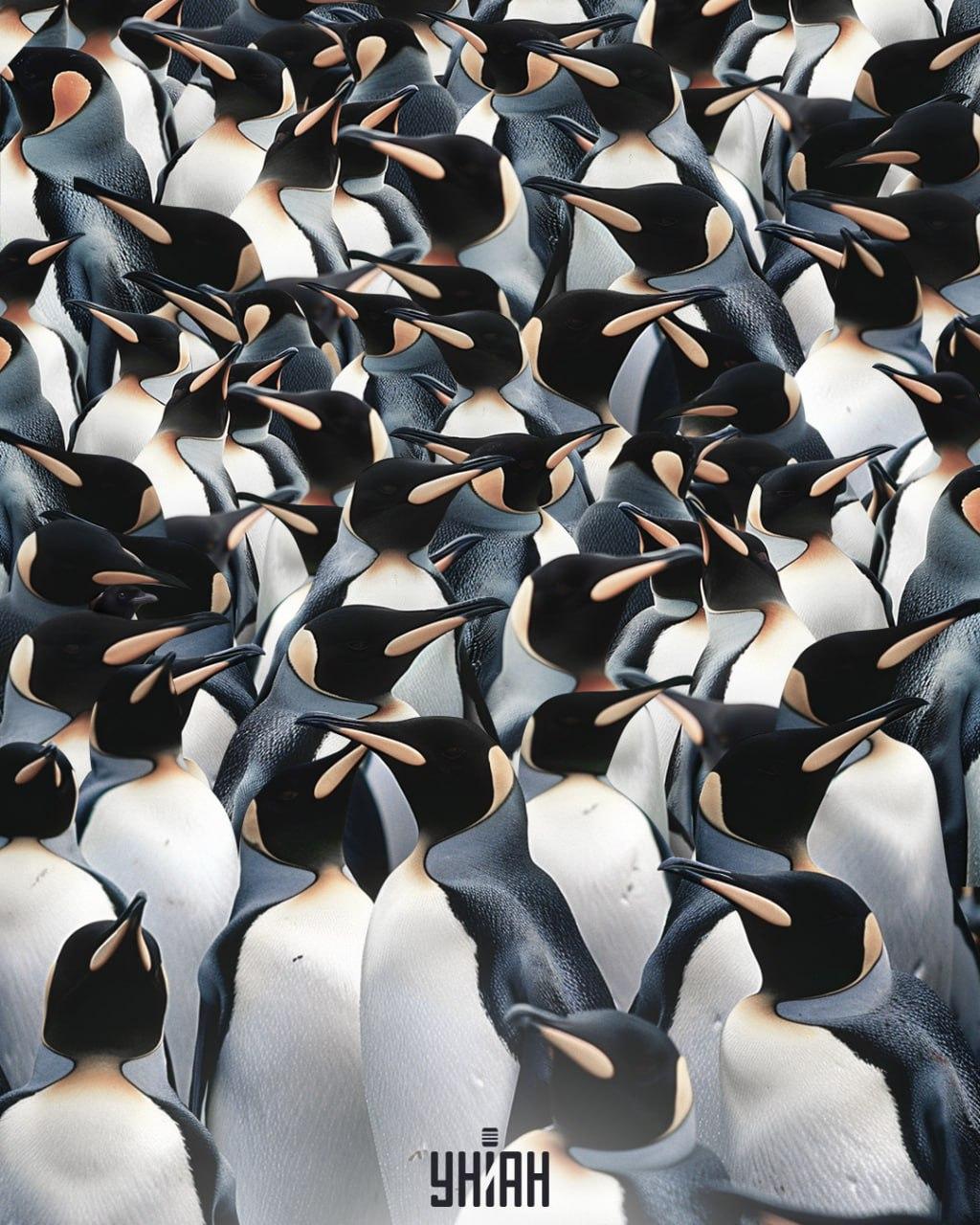 Det är nödvändigt att hitta en skata bland en hög med pingviner / collage Moje