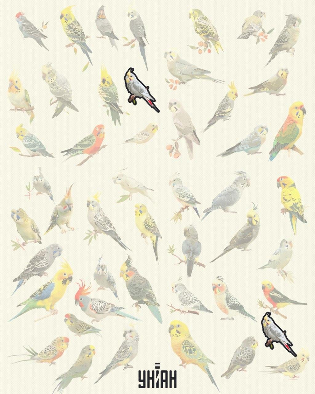 Fåglar av samma fjäder Fåglarna är desamma