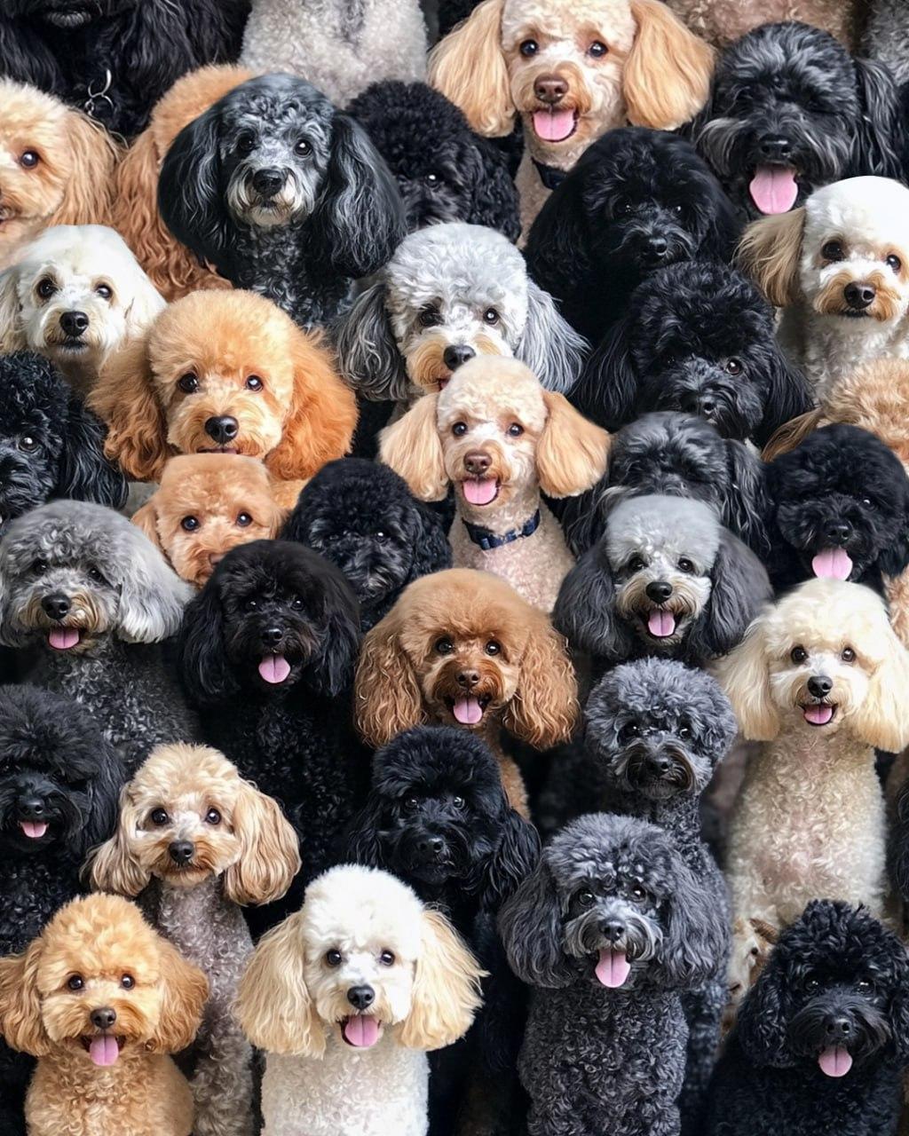 Vi måste hitta ett får på det optiska mysteriet / collaget Moje Det är nödvändigt att hitta fåren på den optiska gåtan / collage Moje