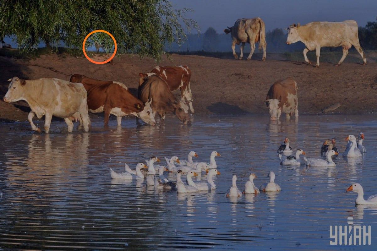 Hunden var under trädgrenarna / collage med Moje-foto Hunden var under trädets grenar / collage med Moje-foto