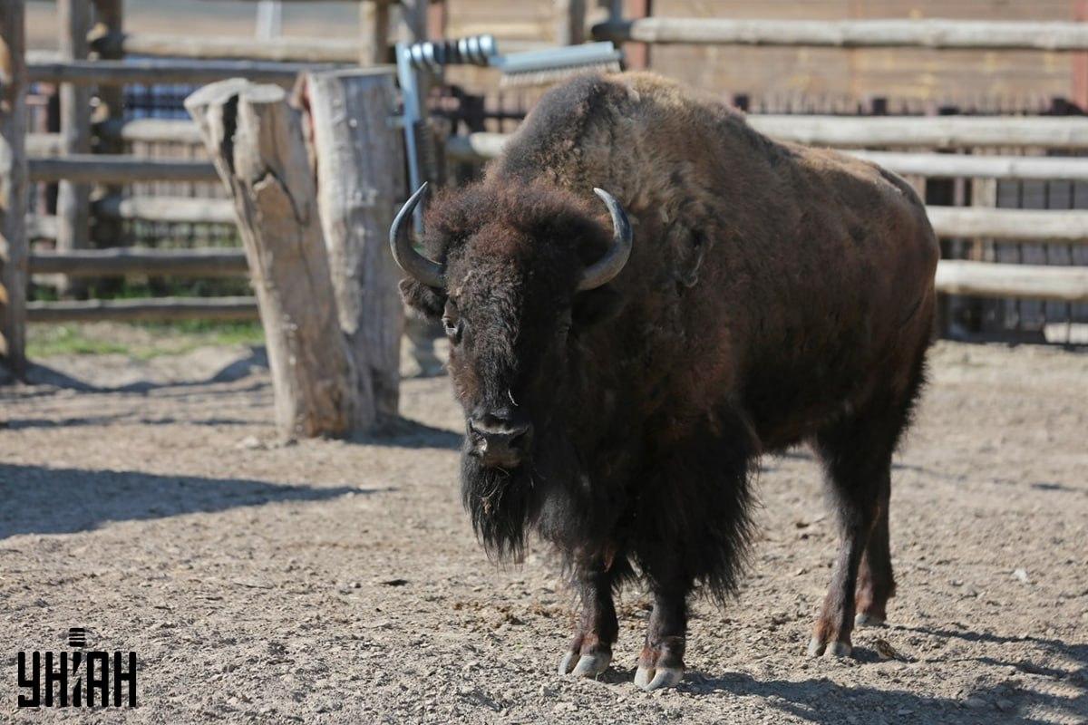 Försök att hitta sparven på pusslet i tid / collage med Moje-foto