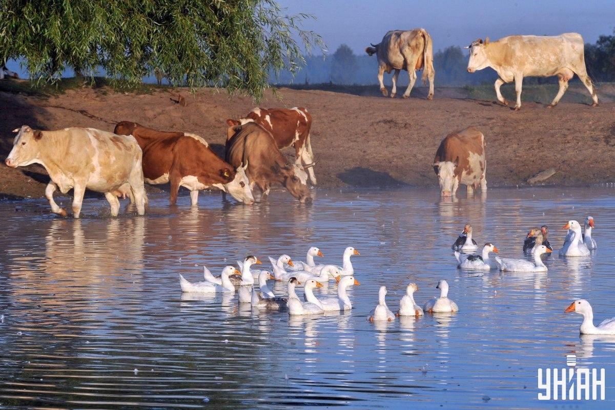 Hitta hunden på mindre än 10 sekunder / collage med Moje-foto Hitta hunden på mindre än 10 sekunder / collage med Moje-foto