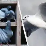 Bara ett fåtal kan hitta en duva bland ankor, måsar och svanar på 5 sekunder: ett fantastiskt pusselspel Bara ett fåtal kan hitta en duva bland ankor, måsar