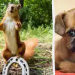 Du måste hitta den lömska hunden på 8 sekunder på sommarens ekorre "akrobat" -pussel. Du måste hitta den lömska hunden på 8 sekunder på