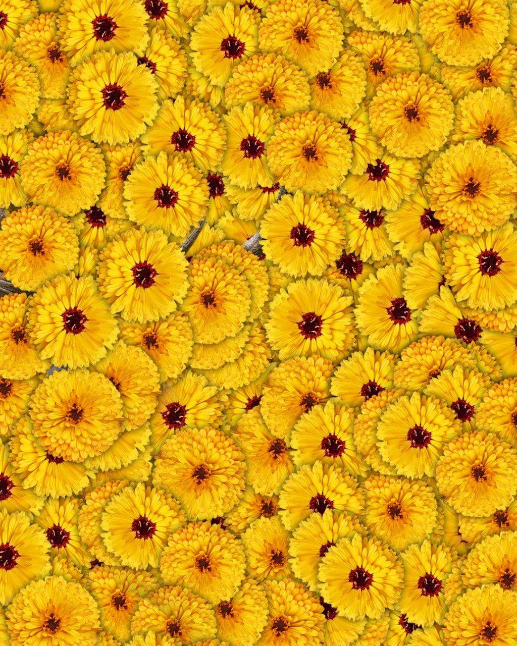 Endast 1 av 10 personer hittar en hjort på en bild på 7 sekunder: en mycket komplex optisk illusion